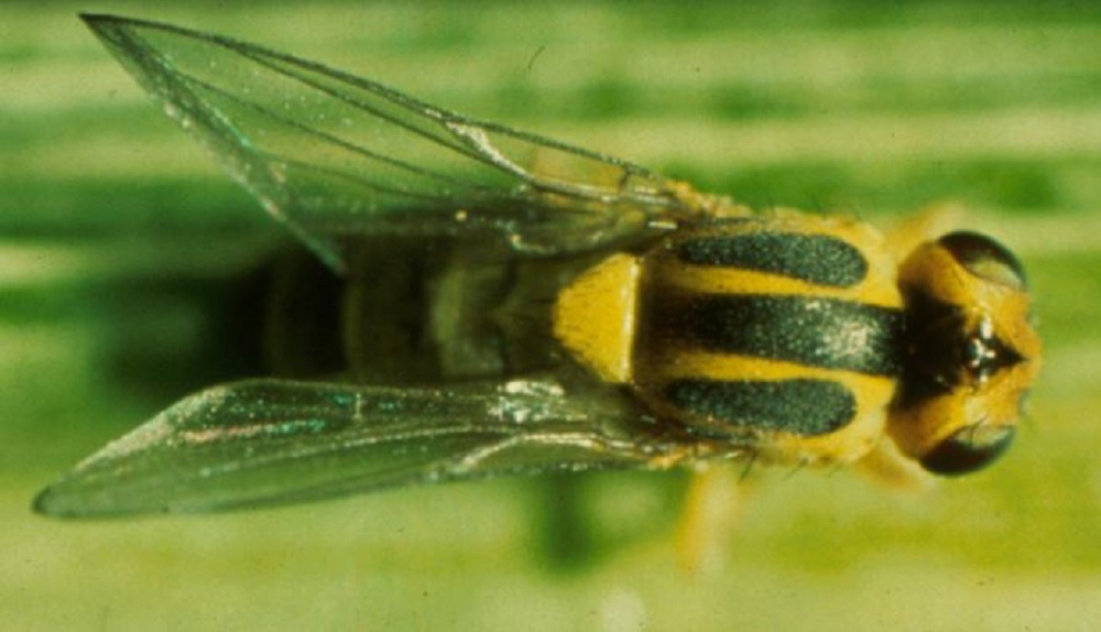 Adult gout fly on a leaf